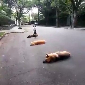 Un chien qui joue à saute mouton avec... des chiens