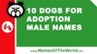 Dogs for adoption male names - the best pet names - www.namesoftheworld.net