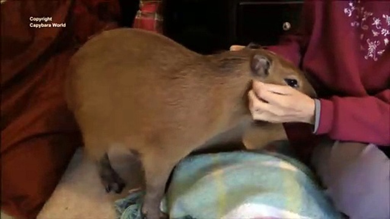 Capybaras Are the Most Wonderful Friends カピバラは素晴らしい友人である
