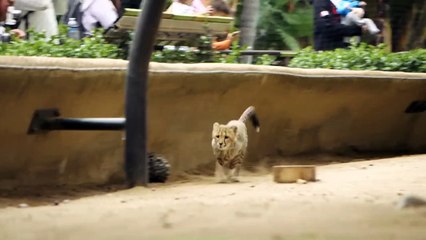 Wholesome Animal Moments from 2018