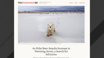 Scientists Raise Alarm About Increasing Polar Bear Attacks On People