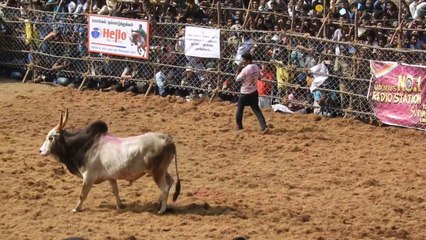 கலைகட்டும் அலங்காநல்லூர்..சீறிப்பாய தயாராகும் காளைகள்- வீடியோ