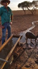Cooling off a Kangaroo During Summer Heatwave