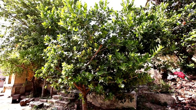 Pitham Theliya | Nithyasree Mahadevan | Gopalakrishna Bharathi | Tamil Devotional Song