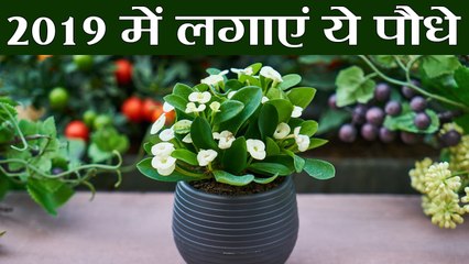 Lucky Plants for 2019: इस नए साल घर ले आएं ये पौधे, Luck के साथ बनाए रखेंगे सुख-समृद्धि | Boldsky