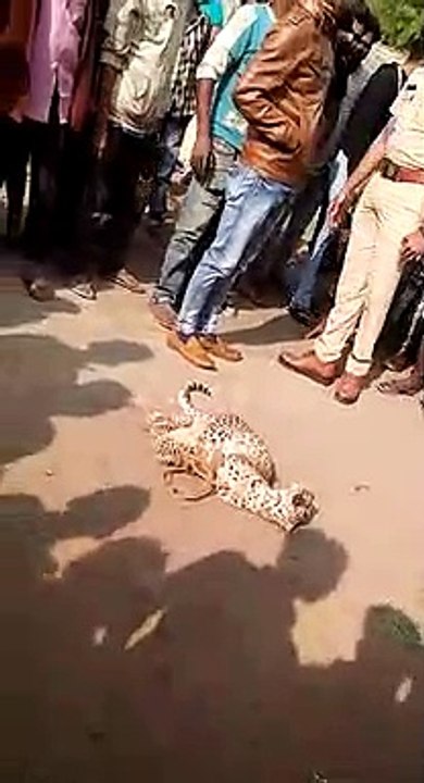 Leopard attack