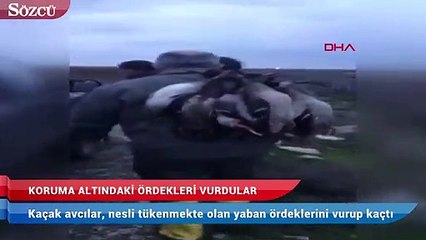 Koruma altındaki ördekleri vurdular