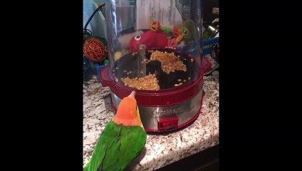 Funny Parrots and Cute Birds Compilation #29