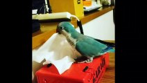 Funny Parrots and Cute Birds Compilation #30