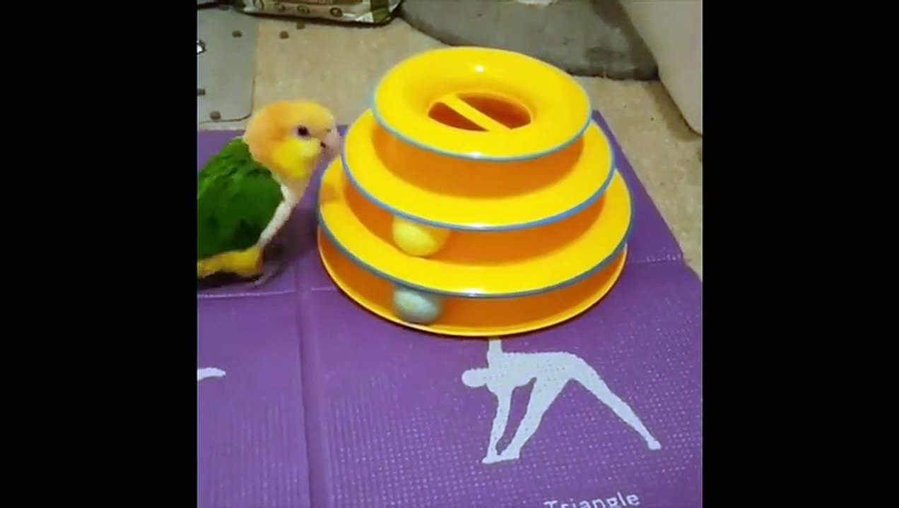 Funny Parrots and Cute Birds Compilation #34