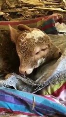 عجائب الطبيعة تثير الحيرة في الصين بعد ظهور عِجل برأسين!