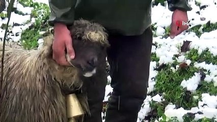 Liseyi Çobanlık Yaparak Bitirdi, Şimdi Hedefi ‘Orman Muhafaza Memurluğu’