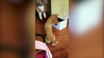 L'émouvante réaction d'un chien souffrant d'anxiété lorsqu'il reçoit un 'mini-lui' pour Noël