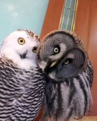 Un hibou et une chouette font de drôle de tête