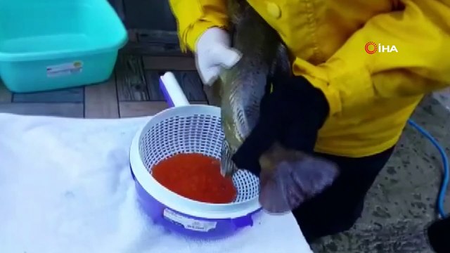 Alabalık Üretim Merkezi'nde yumurta sağımı böyle görüntülendi