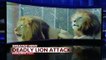Lion Kills 22-Year-Old Intern After Escaping From Animal Center