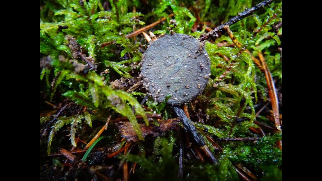 Metal detecting XP Deus, mit Abzeichen