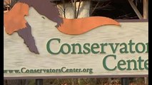 فيديو: أسد يفترس عاملة في مركز للحياة البرية بولاية أمريكية