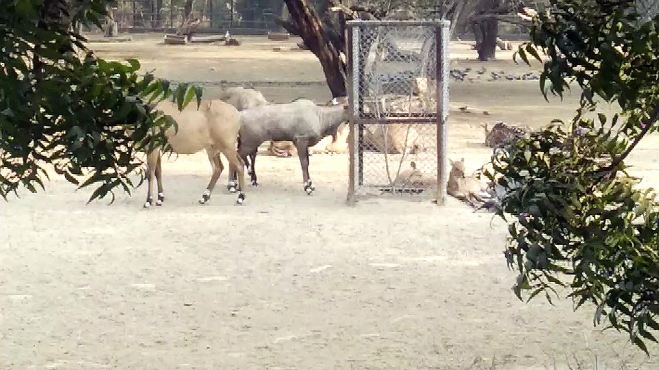 beautiful deer