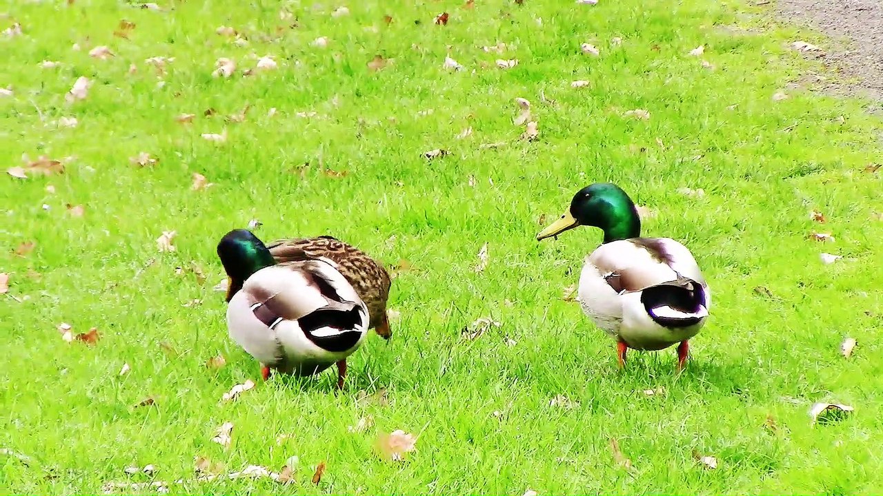 Enten in Plaidt