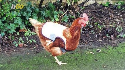 Roaming Chickens Sporting Reflective Vests Become Local Celebrities