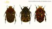 New Species of Beetles Named After 'Game of Thrones' Characters
