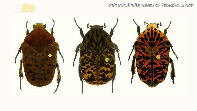 New Species of Beetles Named After 'Game of Thrones' Characters