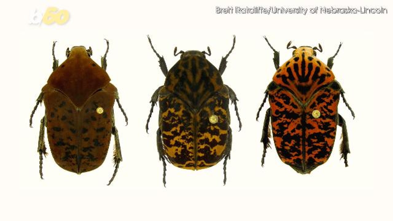 New Species of Beetles Named After 'Game of Thrones' Characters