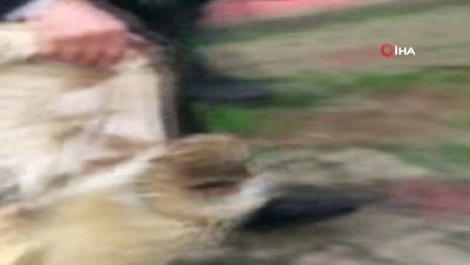 Cizre’de Nesli Tükenmekte Olan Boynuzlu Baykuş Bulundu