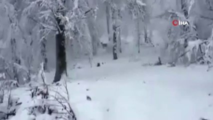 Aç Kalan Geyikler Köye İndi