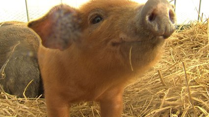 지난해 못 받은 복, 올해 받으면 '돼지' / YTN