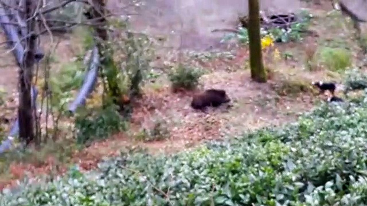 Canlı Domuz Avı Rize Yaban Doğa Hayatı