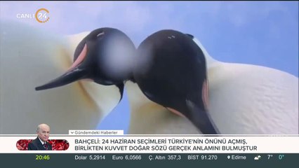 2018'in sevimli hayvanları
