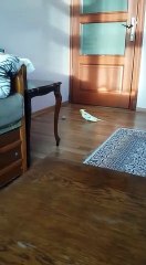 sultan papağanı oyuncak eşine kur yapıyor