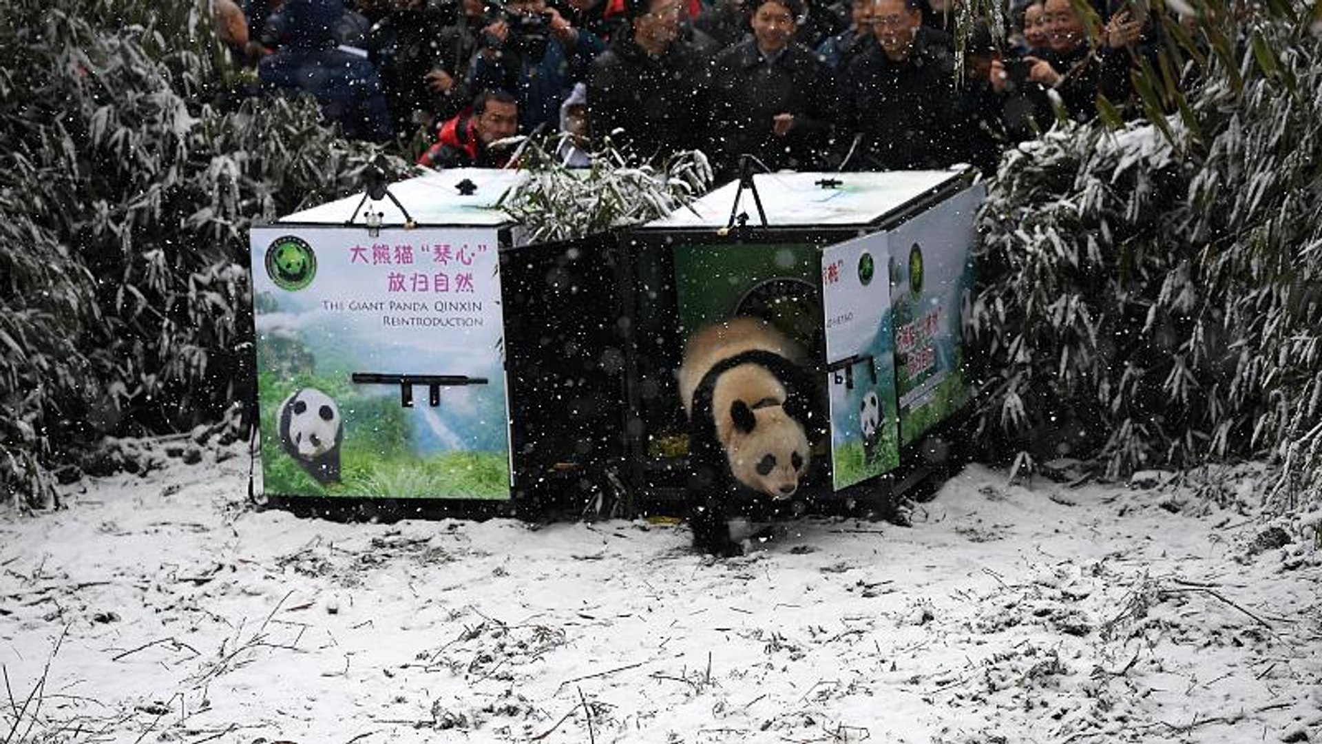 ⁣Chinese landscapes transformed by snow