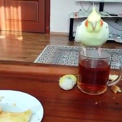 Papagan Cay iciyor sultan papaginı