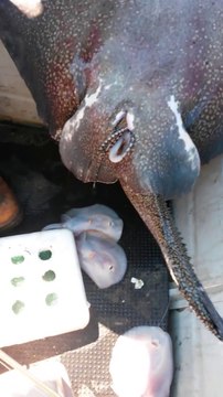 Une raie accouche dans un bateau de pecheurs