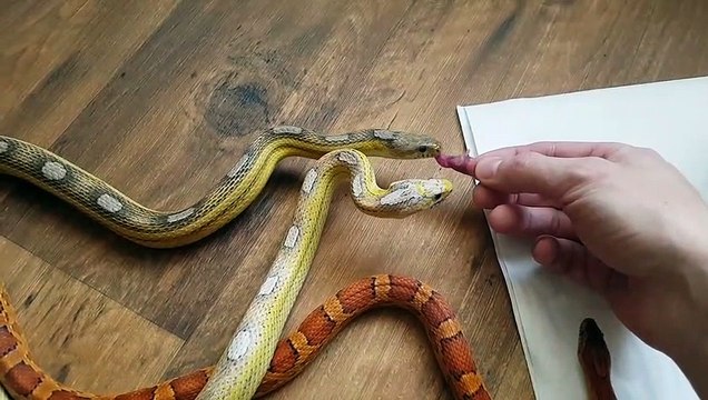 Il nourrit ses 3 serpents adorables