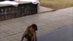 Ce singe répond d'une façon incroyable à un chien agressif
