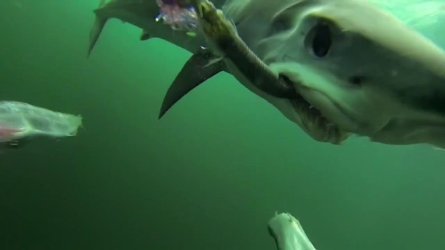 Il filment un requin mako en pleine chasse... terrifiant