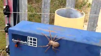 Ces araignées ne peuvent rien face à une guêpe redoutable