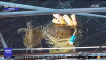 [투데이 영상] 플라스틱 그물에 걸린 '바다 거북이들'