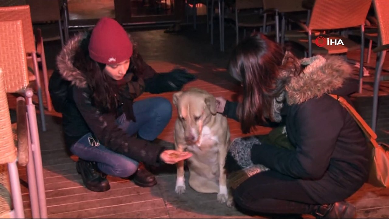 Üniversite öğrencisi gençler yılbaşını sokak hayvanları ile geçirdi
