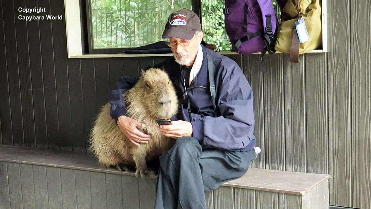 A Dream Comes True at Nagasaki Bio Park 長崎バイオパークで最も愛されたカピバラ