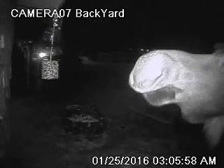 Sneaky Moose Stealing a Snack