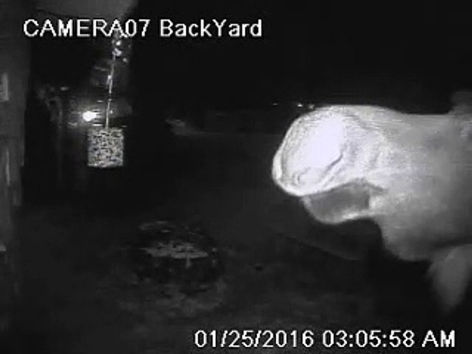 Sneaky Moose Stealing a Snack