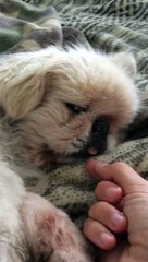 pulling his tongue out