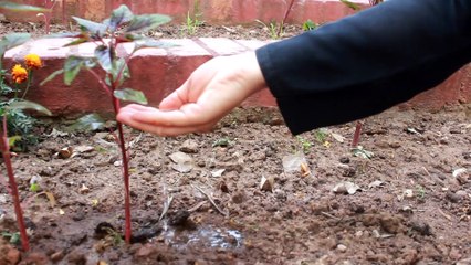 Please take care of plants