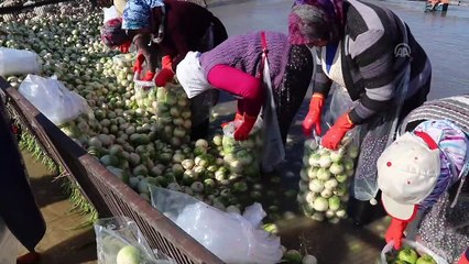 Kadınların buz gibi suda ekmek mücadelesi - OSMANİYE