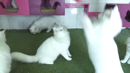 Ankara Kedisi "Sevgiyle" Hayata Tutunuyor